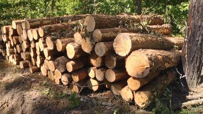 Деревину на суму майже 27 млн грн передали на потреби ЗСУ лісівники Закарпаття