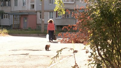 Жителька Північної Салтівки у Харкові опікується щонайменше 80 котами