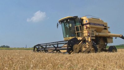 На Черкащині очікують вищий урожай озимих культур, ніж минулого року