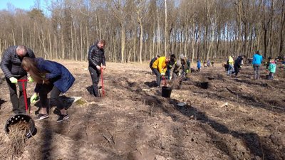 Майже 400 тисяч саджанців висадили волиняни під час міжнародної акції Майже 400 тисяч саджанців висадили волиняни під час міжнародної акції