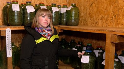 Зі 100 кілограмів шишок ― 1 кілограм насіння сосни: як заготовляють на Полтавщині Зі 100 кілограмів шишок ― 1 кілограм насіння сосни: як заготовляють на Полтавщині