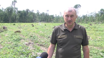 На Житомирщині почали роботи з догляду за посадженими лісовими культурами – обсапують саджанці На Житомирщині почали роботи з догляду за посадженими лісовими культурами – обсапують саджанці