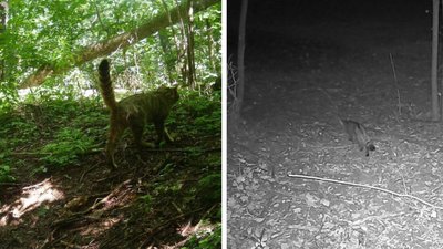 На Черкащині фотопастки зафіксували лісового кота