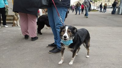 акція тварини акція тварини