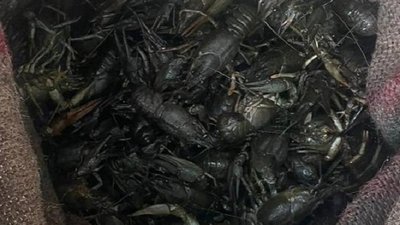 Раків наловив браконьєр