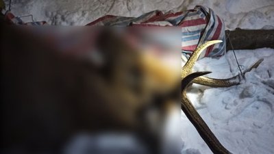 На Сумщині браконьєри вбили оленя