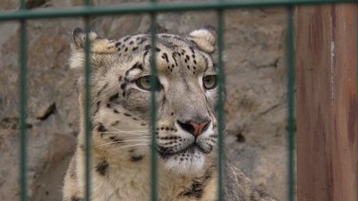 Жирафи, слони і барс адаптуються до нових умов та звикають до працівників Миколаївського зоопарку