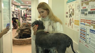 Історія одного сліпого та онкохворого собаки з Одеси