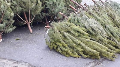 У Херсоні перевіряють ялинкові базари: продавців без документів штрафуватимуть