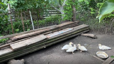 На Харківщині фельдшерка прийняла дві родини переселенців із гусями та шиншилами На Харківщині фельдшерка прийняла дві родини переселенців із гусями та шиншилами