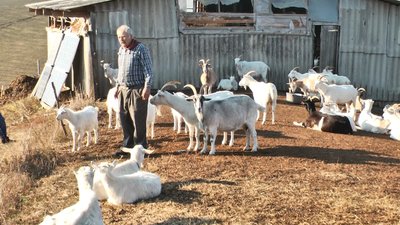 14 років займається козівництвом фермер Анатолій Мішов з Хмельниччини