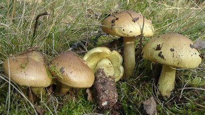 На Полтавщині ще одна людина отруїлась грибами — "зеленушками"