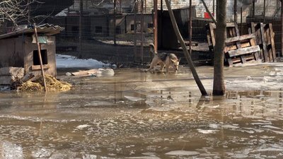 У Кропивницькому вдруге затопило притулок "БІМ": тварин просять не повертати