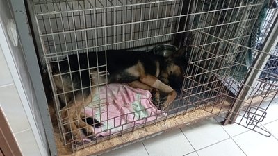 Закрила собою військових під час обстрілу вівчарка Олівія, яку лікують у Кривому Розі
