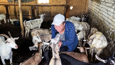 Козяча ферма на Донеччині.