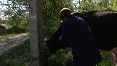 На Черкащині вакцинують корів від інфекційних хвороб На Черкащині вакцинують корів від інфекційних хвороб
