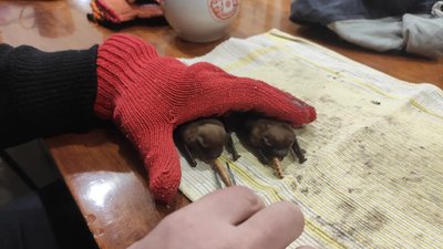 В якому стані кажани, яких викинули з балкона у Полтаві та що з ними планують робити далі В якому стані кажани, яких викинули з балкона у Полтаві та що з ними планують робити далі