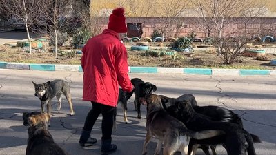 Черкаські волонтери врятували собак із Херсона Черкаські волонтери врятували собак із Херсона
