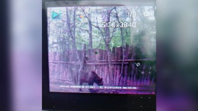 Клишоногі атакують. На Прикарпатті ведмеді вбивають худобу і нищать господарства Клишоногі атакують. На Прикарпатті ведмеді вбивають худобу і нищать господарства
