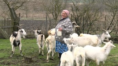 Пені Реґіна з Волині та її козяче стадо Пені Реґіна з Волині та її козяче стадо