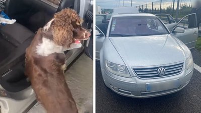 На кордоні з Польщею службовий пес прикордонників знайшов в авто канабіс