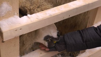 На Франківщині облаштували різдвяну шопку з живими тваринами. Що каже зоозахисниця На Франківщині облаштували різдвяну шопку з живими тваринами. Що каже зоозахисниця