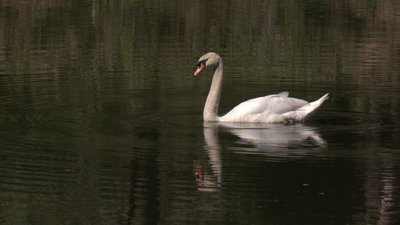 У луцькому парку пара лебедів облаштувала гніздо: відвідувачів просять не турбувати птахів У луцькому парку пара лебедів облаштувала гніздо: відвідувачів просять не турбувати птахів