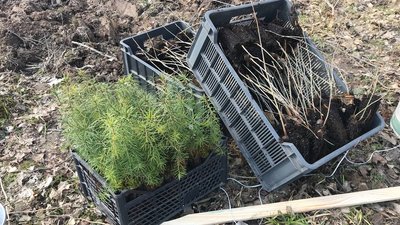 "Людям не вистачає повітря": на Вінниччині продовжують садити ліс "Людям не вистачає повітря": на Вінниччині продовжують садити ліс