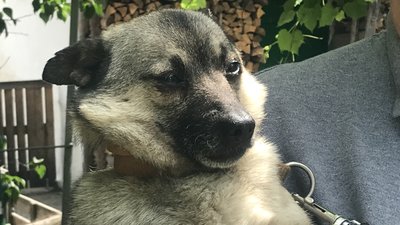 Переселенці Наталія та Сергій Рижкови з Рубіжного шукають роботу на Житомирщині Переселенці Наталія та Сергій Рижкови з Рубіжного шукають роботу на Житомирщині