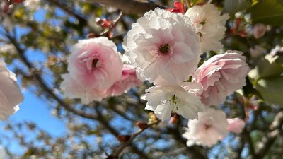 Сакури в Умані