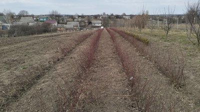 Як обрізати троянди після зими і готувати до літа: поради садівниці з Волині — Валентина Ярема Як обрізати троянди після зими і готувати до літа: поради садівниці з Волині — Валентина Ярема