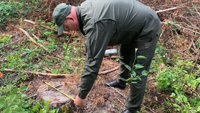 Порубка 58 дерев у Клесівській громаді на Рівненщині