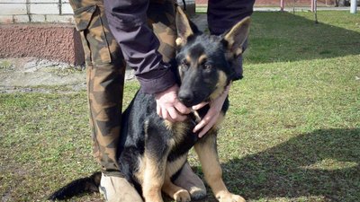 У кінологічному центрі німецьких вівчарок спочатку навчають загальних команд У кінологічному центрі німецьких вівчарок спочатку навчають загальних команд