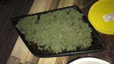 У парубка біля Рівного на горищі знайшли "дбайливо розвішену" коноплю У парубка біля Рівного на горищі знайшли "дбайливо розвішену" коноплю