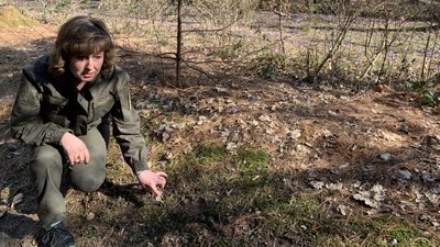 Червонокнижний шафран Гейфеля зацвів у дендропарку на Закарпатті Червонокнижний шафран Гейфеля зацвів у дендропарку на Закарпатті