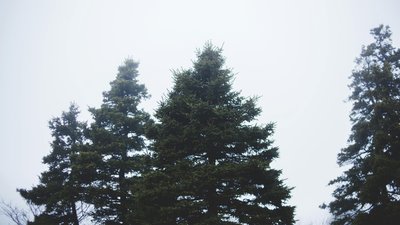 погода, ялинки, дерева, хмарність