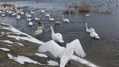 Лебедина зимівля: водойма на межі Рівненської і Хмельницької областей щороку збирає птахів-мігрантів Лебедина зимівля: водойма на межі Рівненської і Хмельницької областей щороку збирає птахів-мігрантів