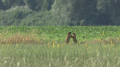 Чотири поселення вздовж валів Більського городища: як живуть бабаки на Полтавщині Чотири поселення вздовж валів Більського городища: як живуть бабаки на Полтавщині