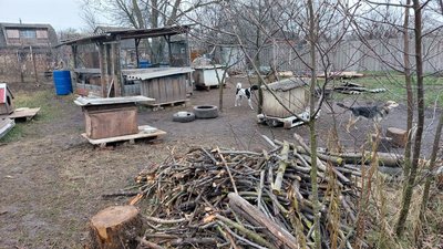 Три тисячі грн на поїздку в Суми. Волонтери назбирали гроші для лікування роменських тварин Три тисячі грн на поїздку в Суми. Волонтери назбирали гроші для лікування роменських тварин