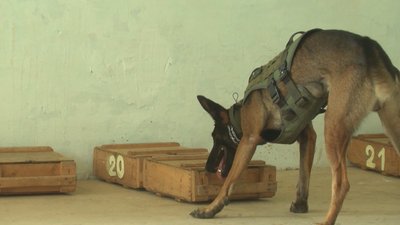 Кінологи Кінологи