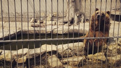 Центр реабілітації хижих тварин у Василівці потребує допомоги