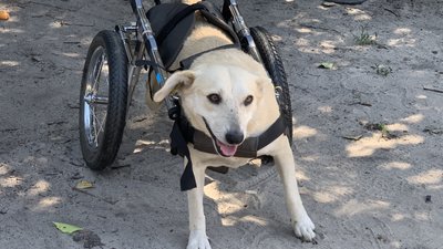 Собака, евакуація, тварини, Дніпро