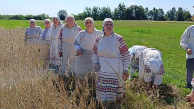 Учасниці ансамблю "Криниця" під час жнивних робіт. Липень 2024 рік