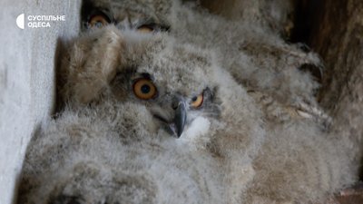 пугач Одеський зоопарк