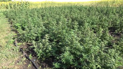 На Сумщині виявили плантацію конопель з крапельним поливом