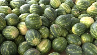 У Черкасах розпочали продаж кавунів У Черкасах розпочали продаж кавунів