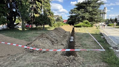 Кедри в Ужгороді врятував розголос. Але чи не загинуть вони згодом?
