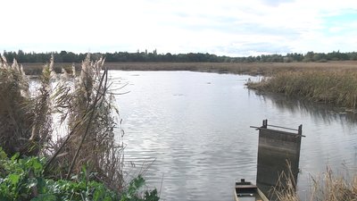 Під Луцьком у природоохоронній зоні спускають воду у ставках: хто це робить та навіщо