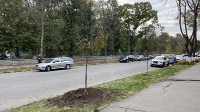 Скільки саджають дерев і скільки спилюють у Полтаві: дані за 2023-й рік