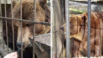 18-річного ведмедя Юру привезли з Франківщини до Центру реабілітації на Закарпатті